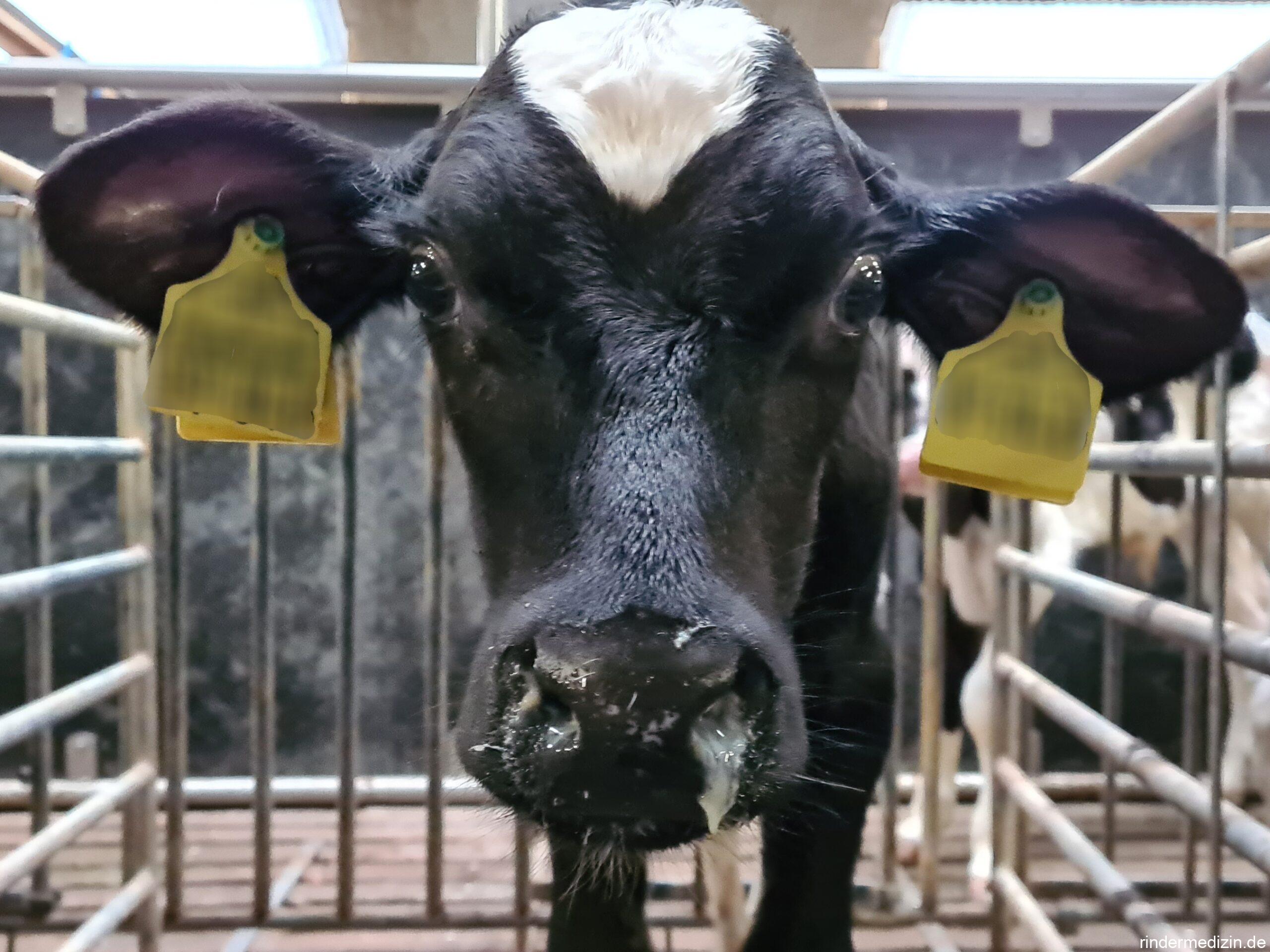 Influenza D beim Rind