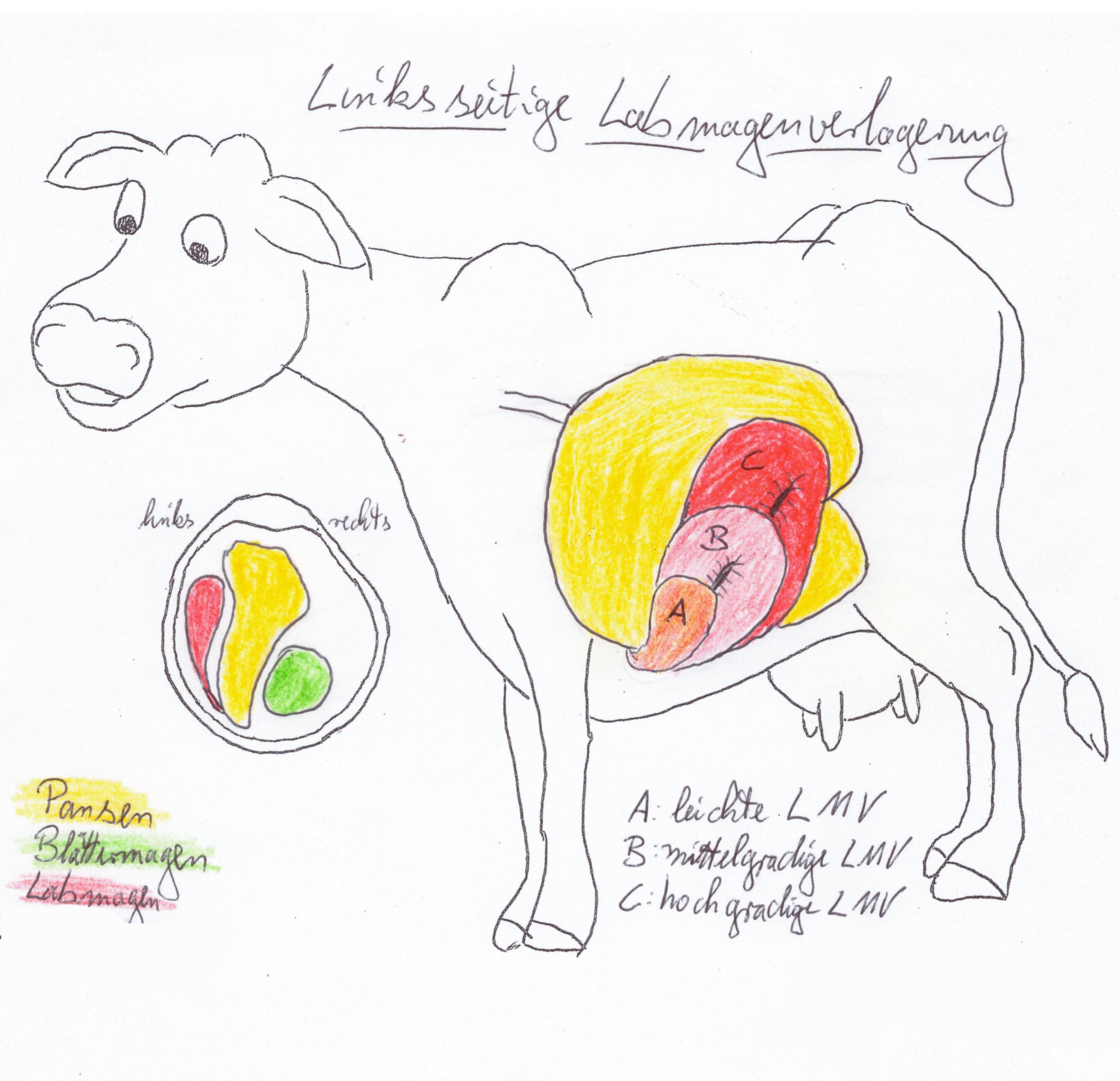 Ursachen der linksseitigen Labmagen-verlagerung bei der Milchkuh