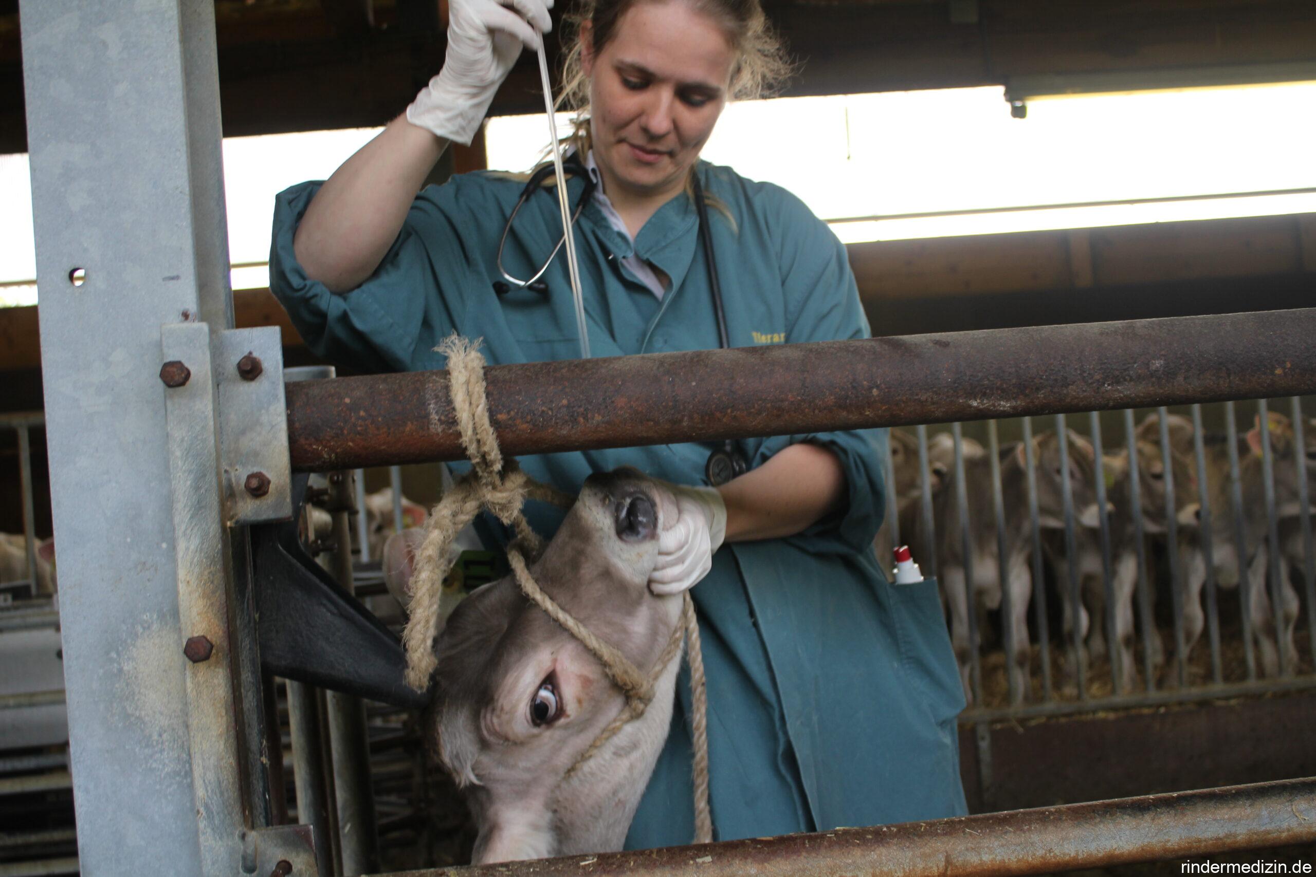 Nasentupfernahme beim Rind