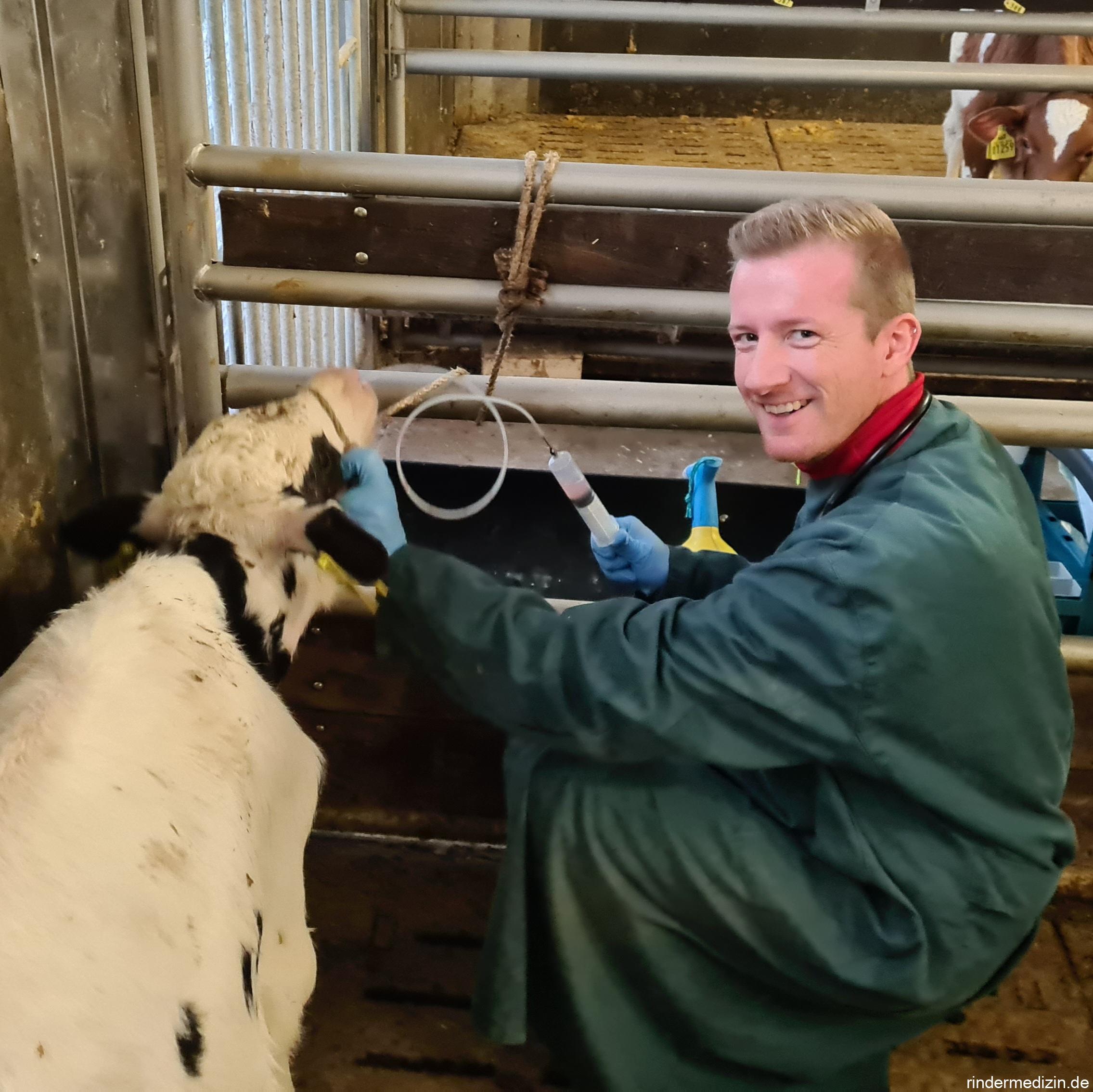 Lungenspülprobe beim Rind: transnasale Lavage (TNL)