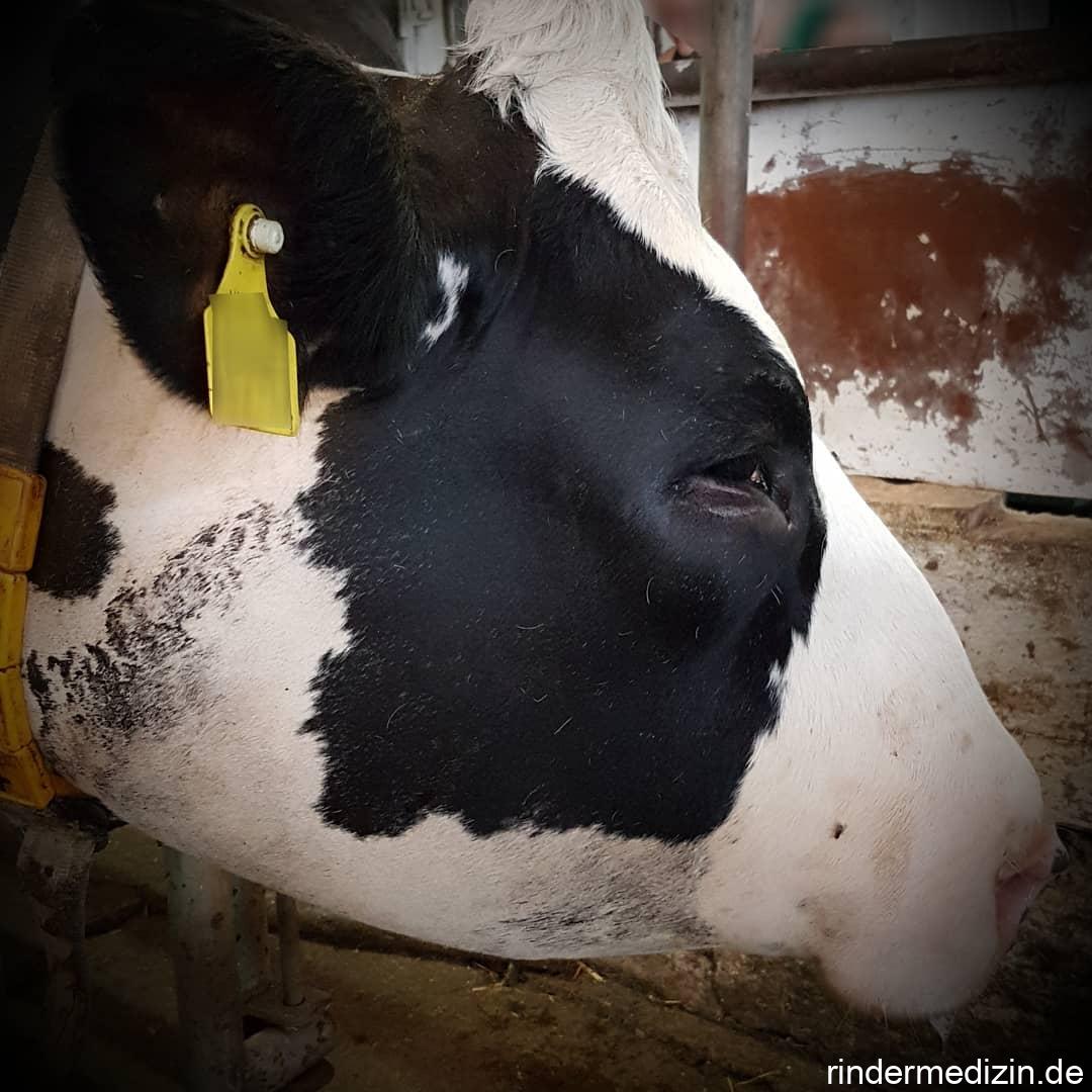 Allergische Reaktion beim Rind