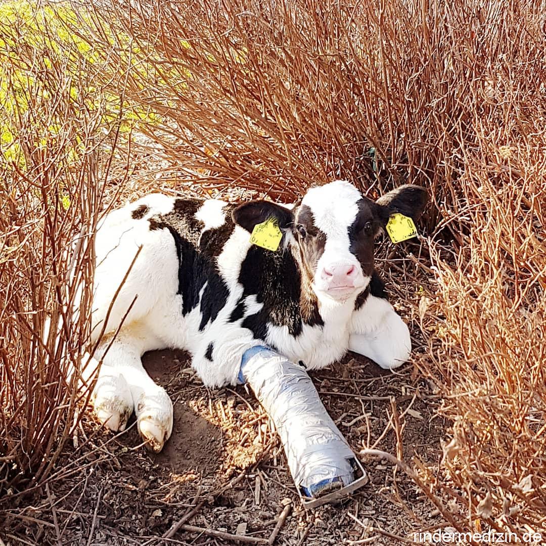 Beinbruch beim Kalb
