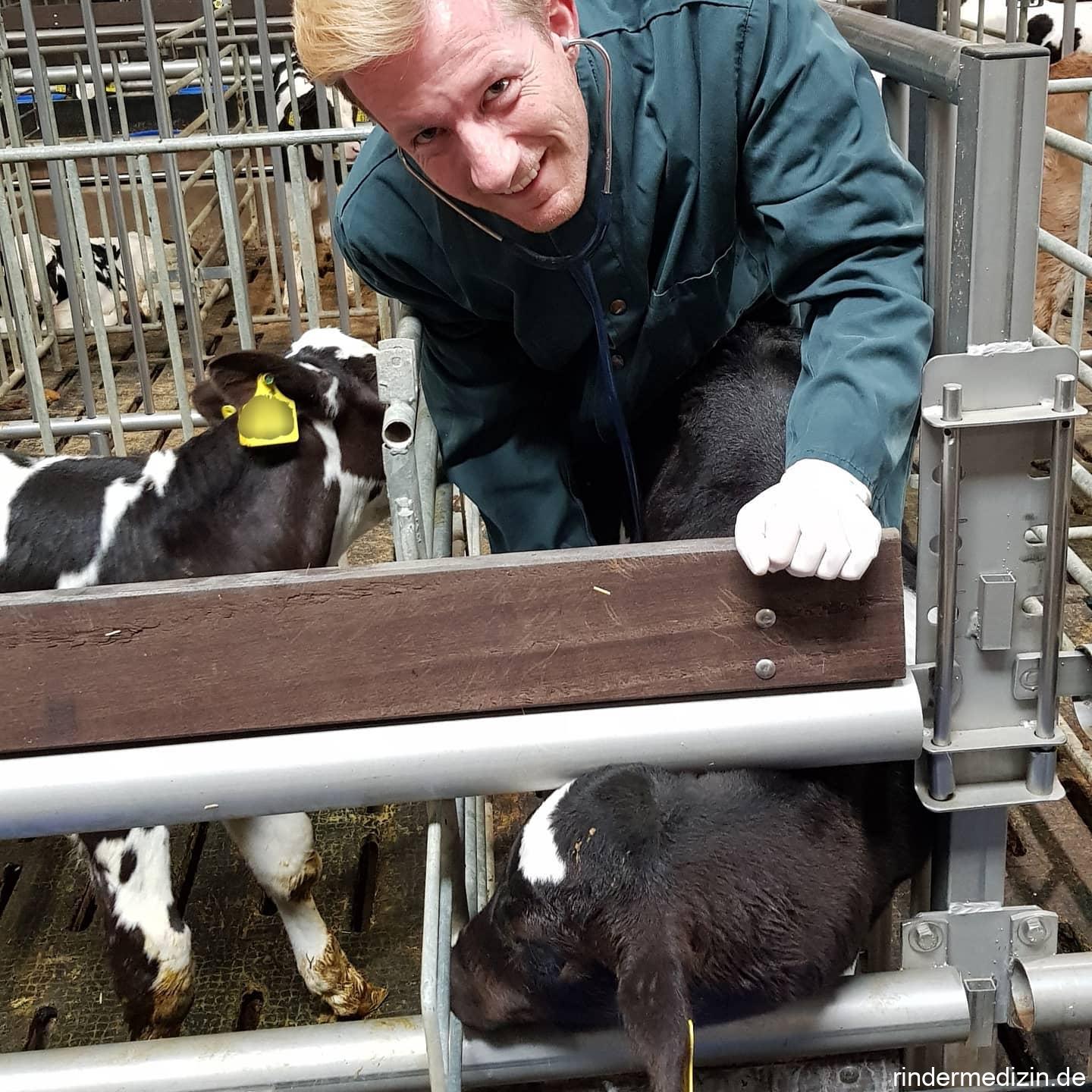 Symptome von Blutarmut (Anämie) beim Kalb