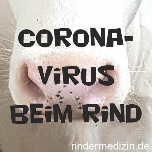 Coronavirus beim Rind