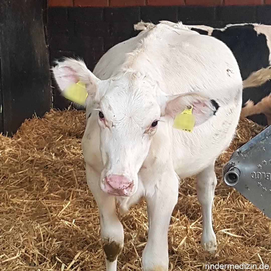 Buff-Trokar einsetzen