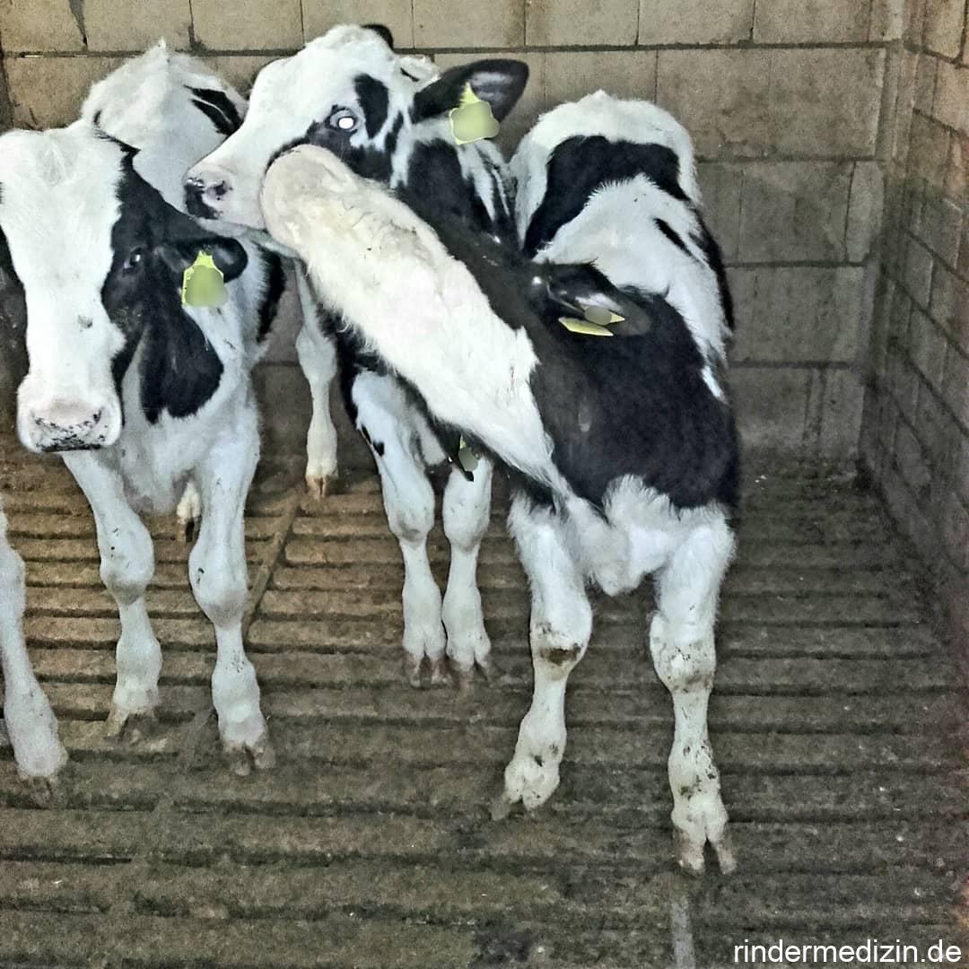 Cerebrocorticalnekrose beim Rind: Sternenguckerkrankheit - Rindermedizin.de