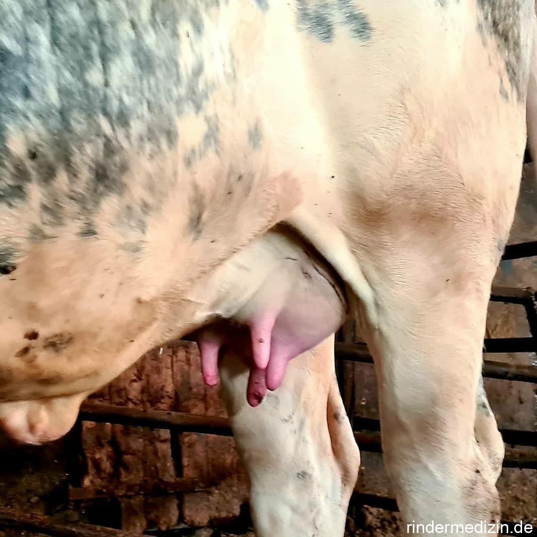 Euteranbildung ohne Trächtigkeit durch Besaugen