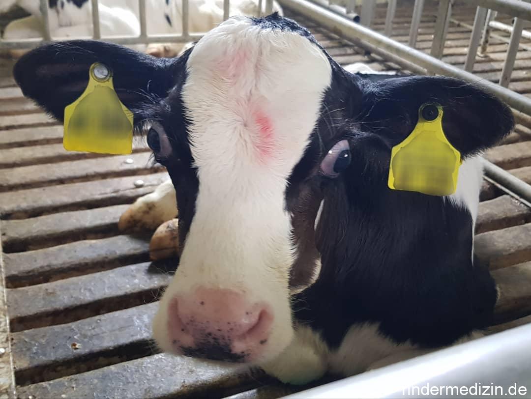 Hervorstehende Augen: Exophtalmus beim Kalb