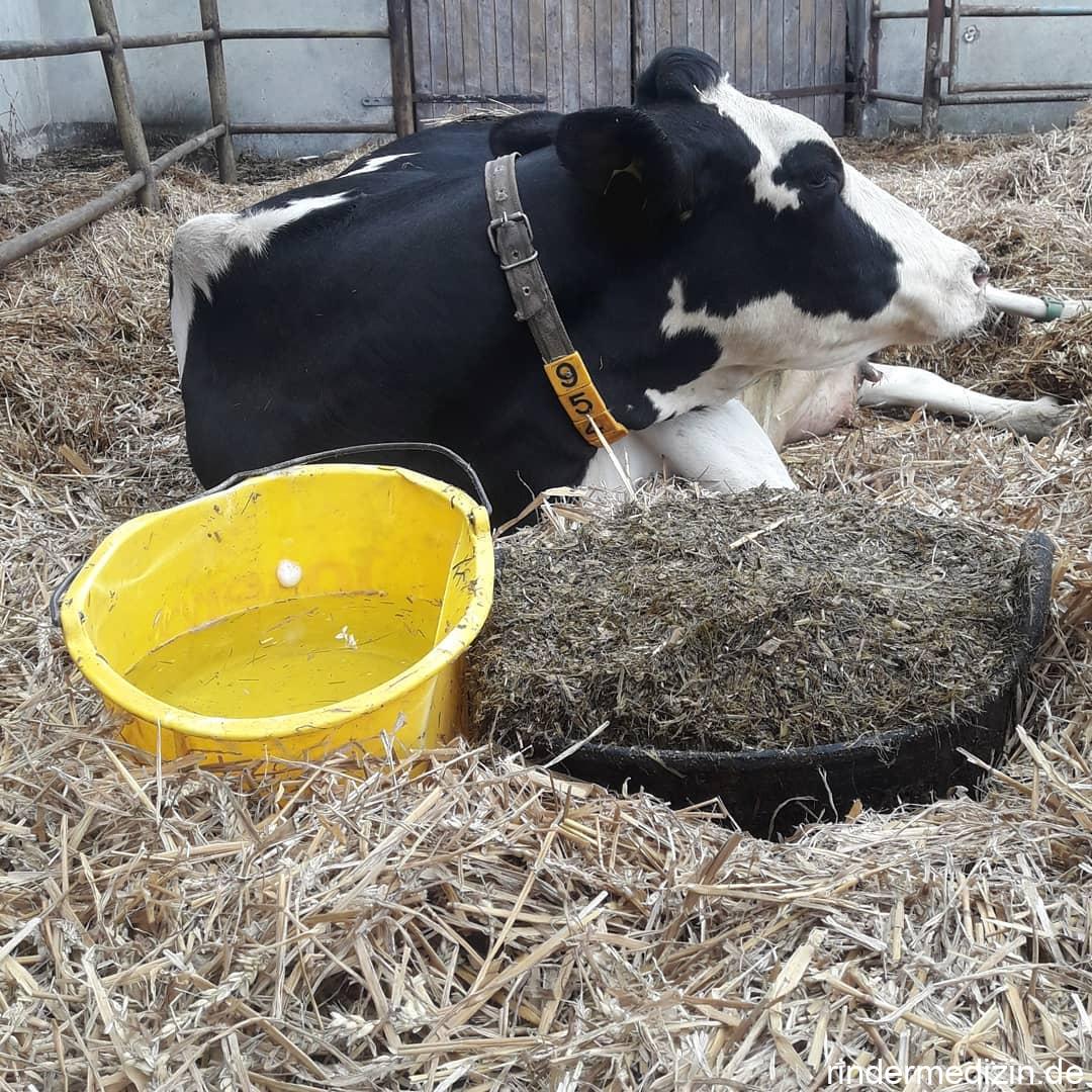 Differential-diagnosen für festliegende Kühe