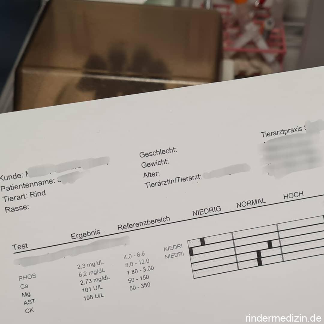 Diagnostik bei festliegenden Kühen