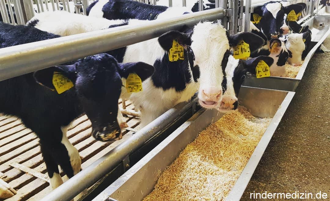 Fütterung in der Kälbermast