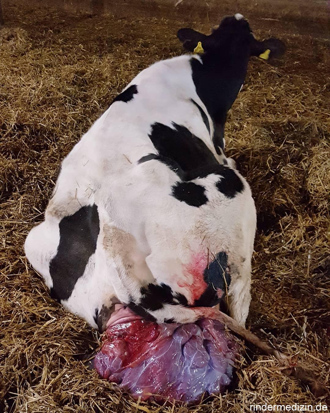 Gebährmuttervorfall bei der Kuh