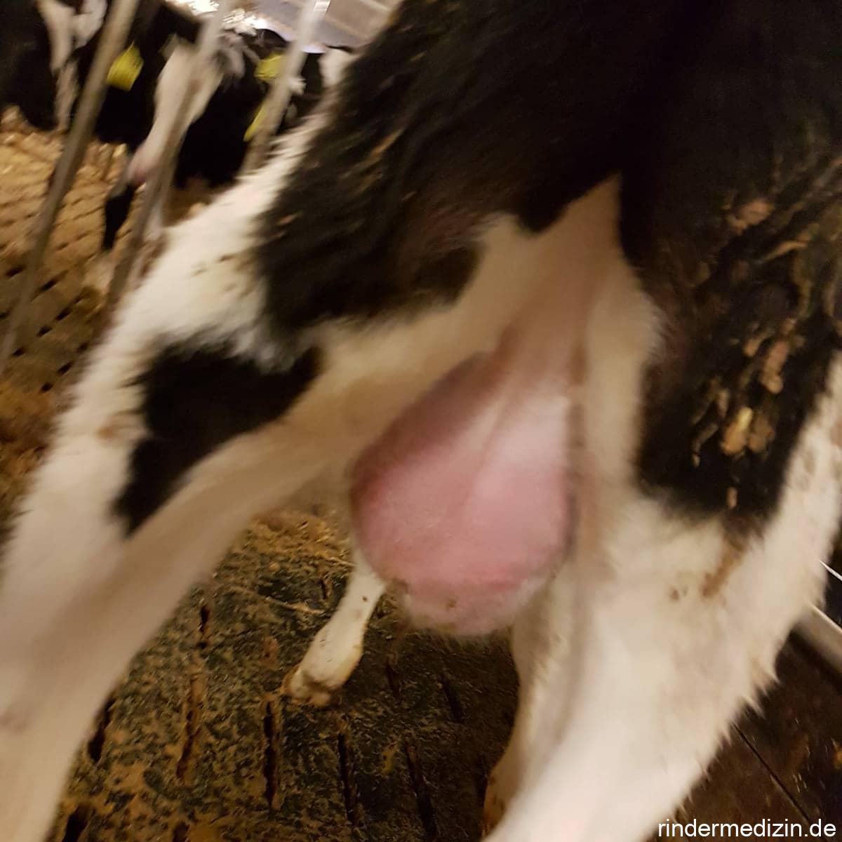 Hodenentzündung beim Kalb