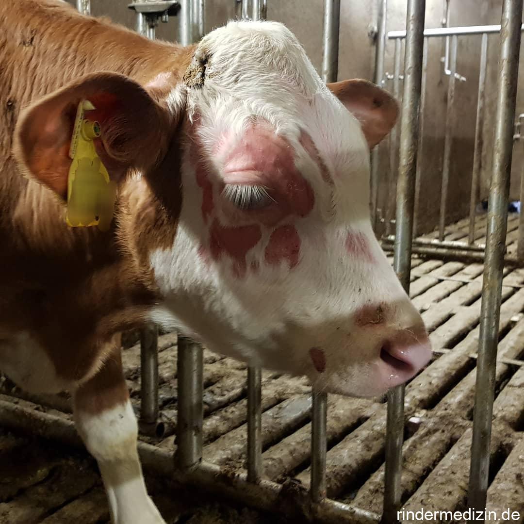 Kälberflechte / Rinderflechte: Trichophyton verrucosum