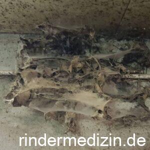 Kälberflechte / Rinderflechte: Trichophyton verrucosum - Rindermedizin.de