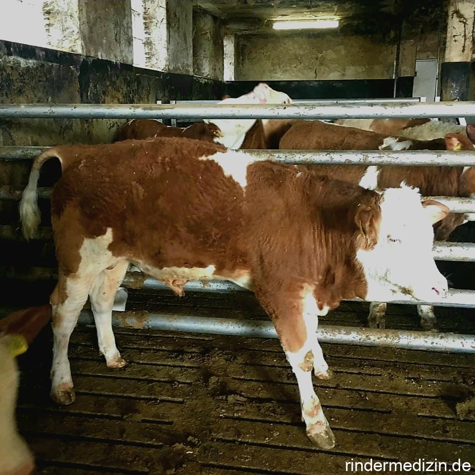 Klauenrehe beim Rind
