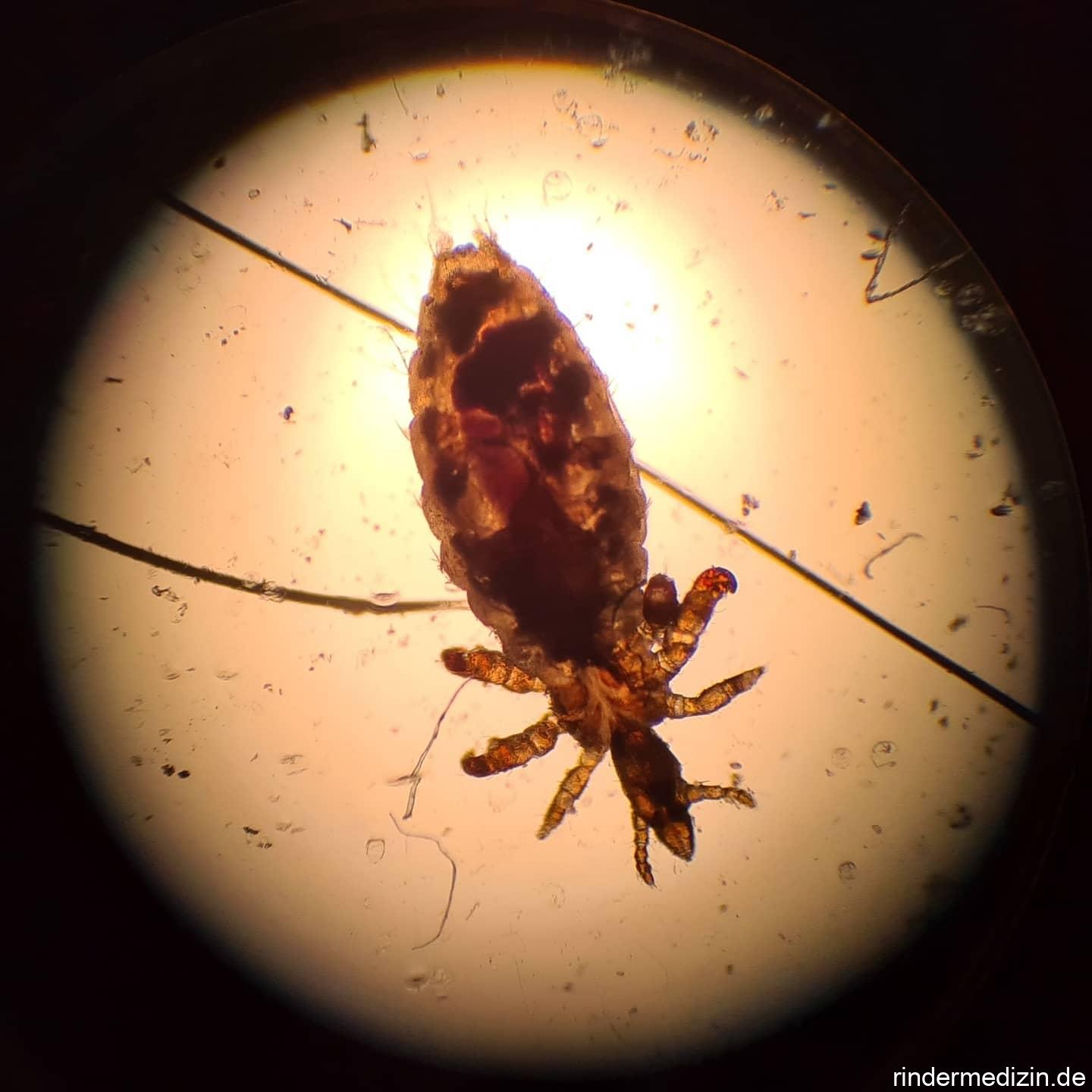 Langnasige Rinderläuse (Linognathus vituli)