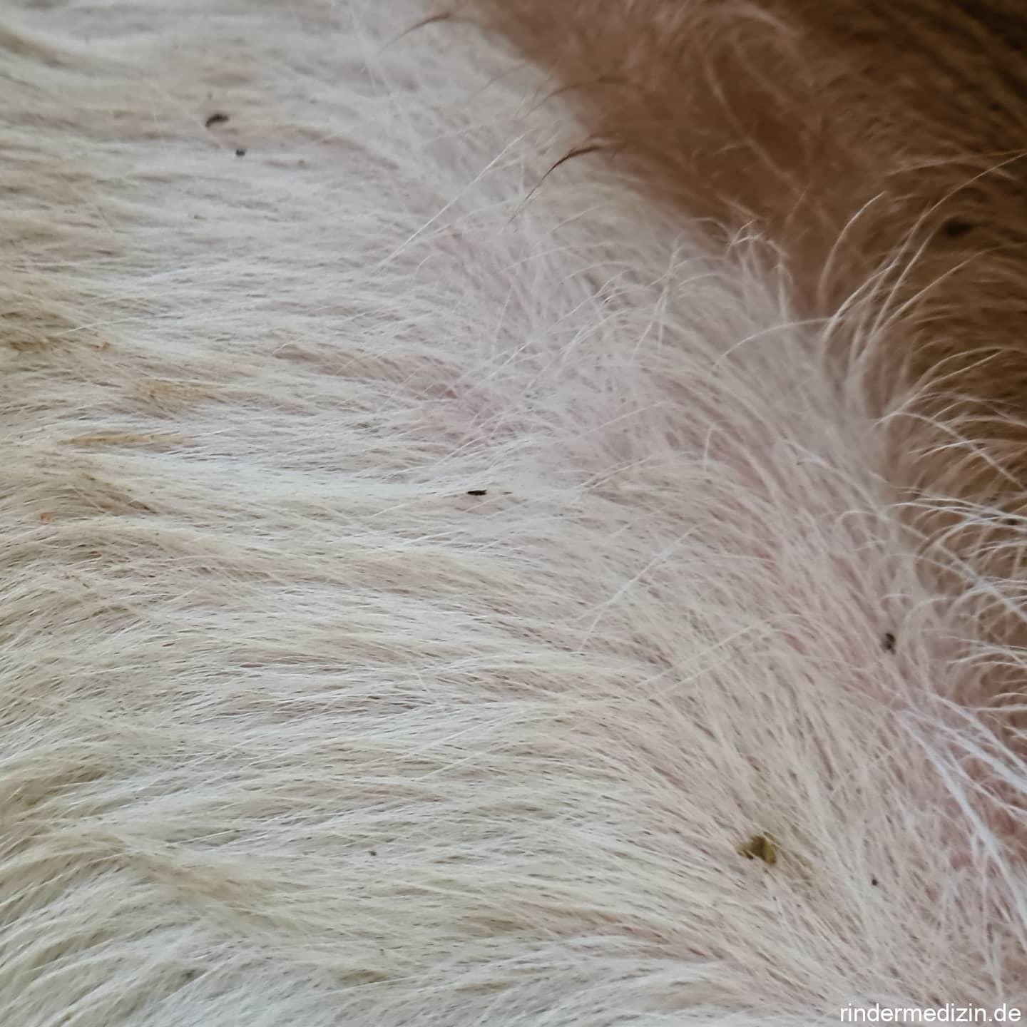 Langnasige Rinderläuse (Linognathus vituli) Rindermedizin.de