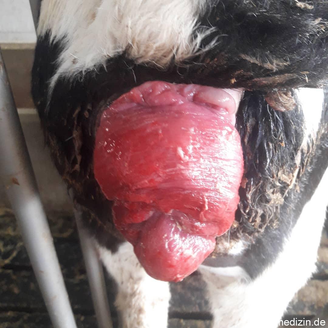 Mastdarmvorfall beim Kalb