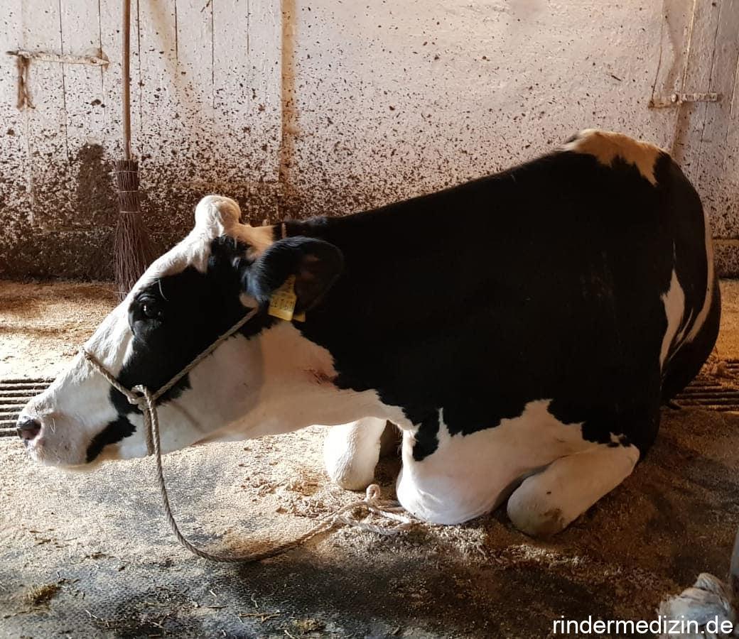 Milchfieber bei der Kuh: Ursachen & Stadien