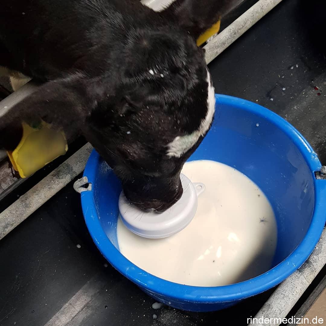 Milchtränke in der Kälbermast - Rindermedizin.de