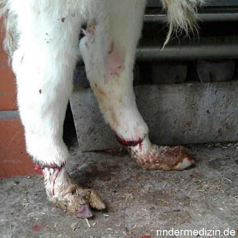 Mutterkornvergiftung beim Kalb