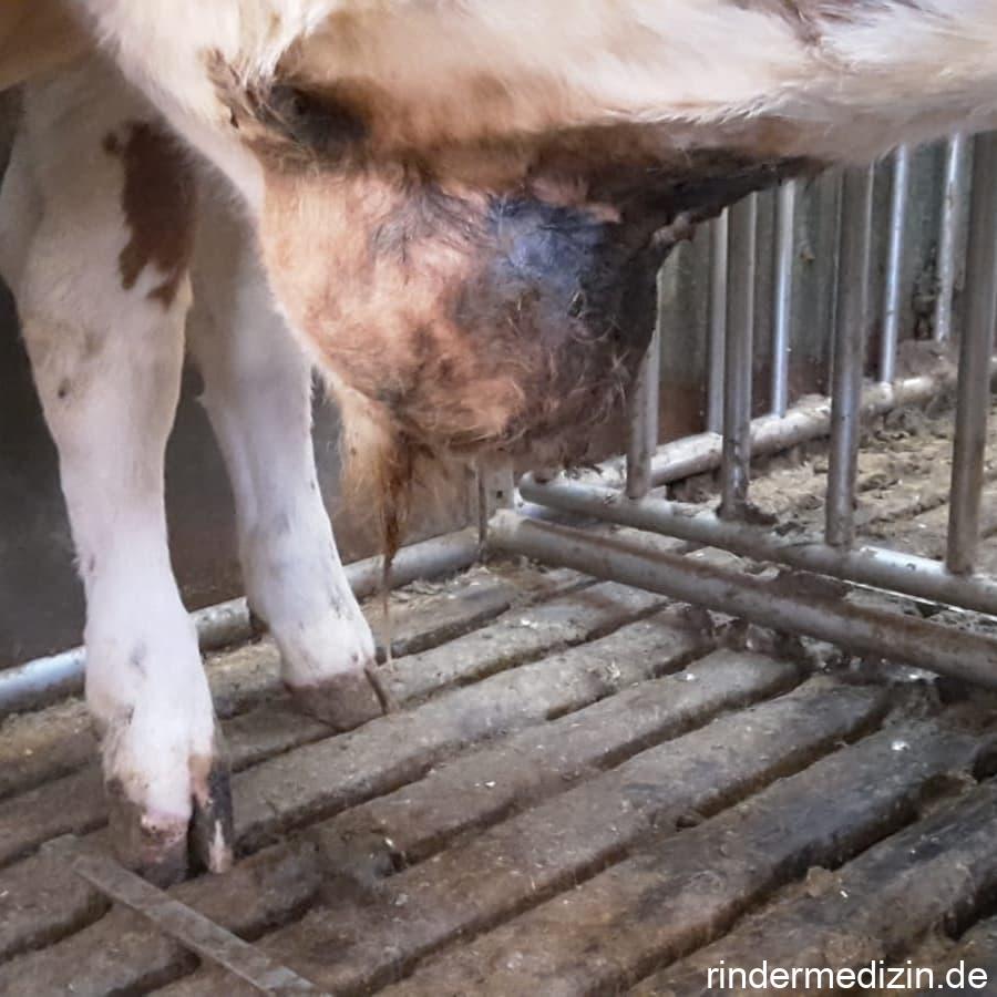 Nabelabszess beim Kalb