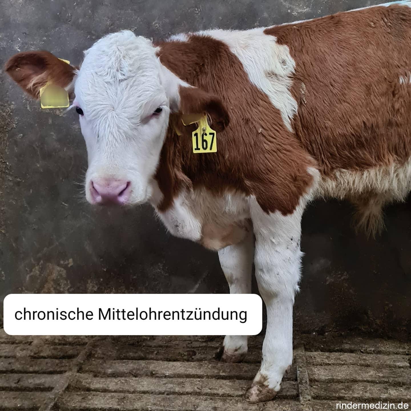 Ohrenspülung beim Kalb