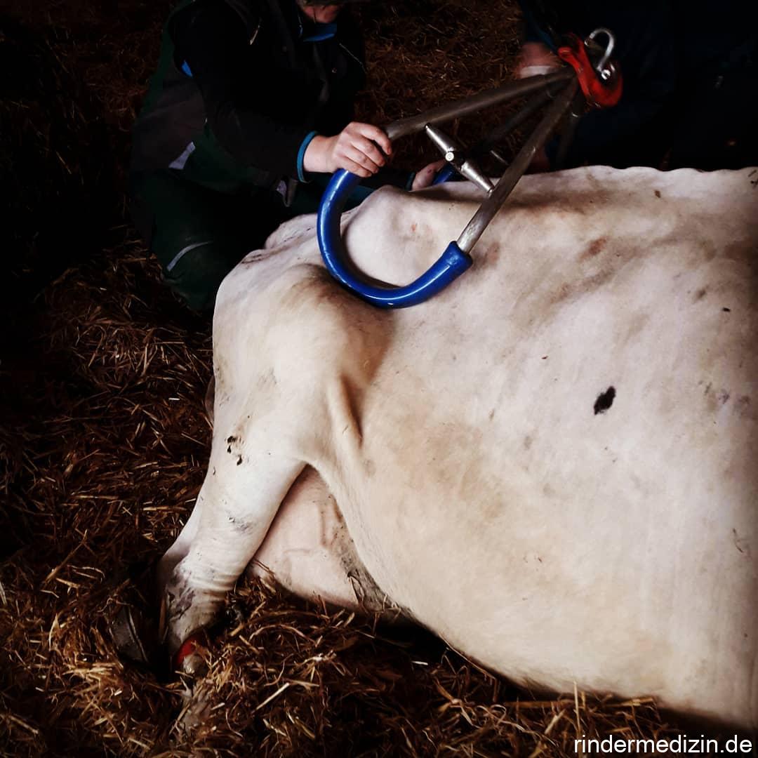 Pflege festliegender Kühe