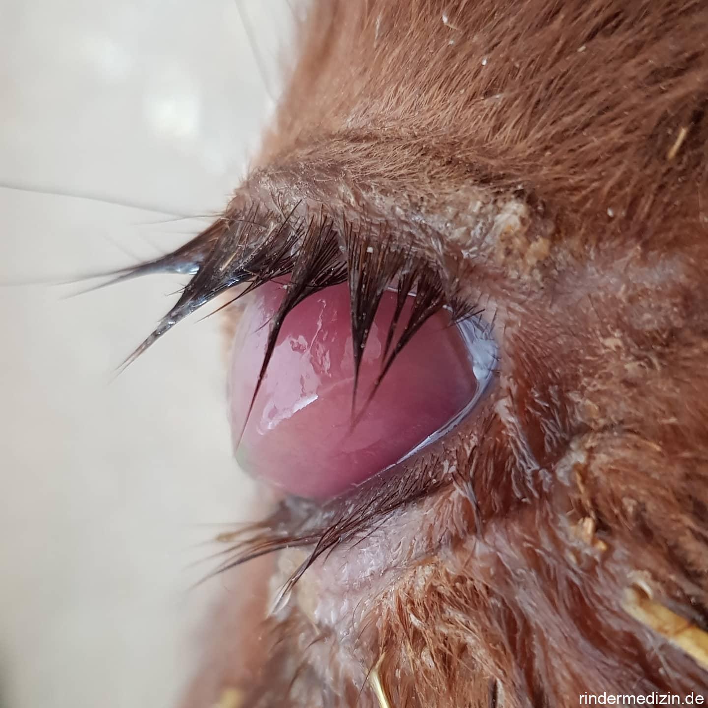 Pinkeye: Infektiöse bovine Keratokonjunktivitis