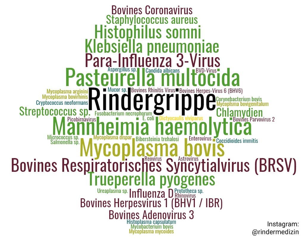 Ursachen für Rindergrippe