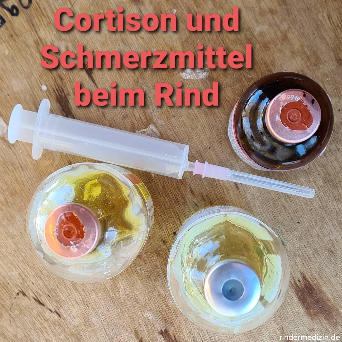 Schmerzmittel und Glukokortikoide beim Rind