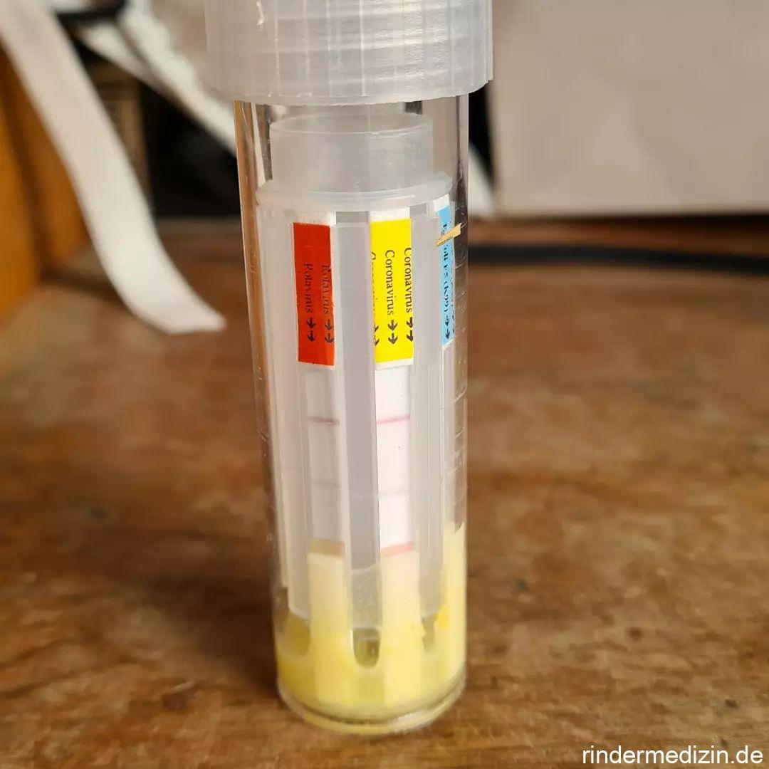 Schnelltests für Kälberdurchfall