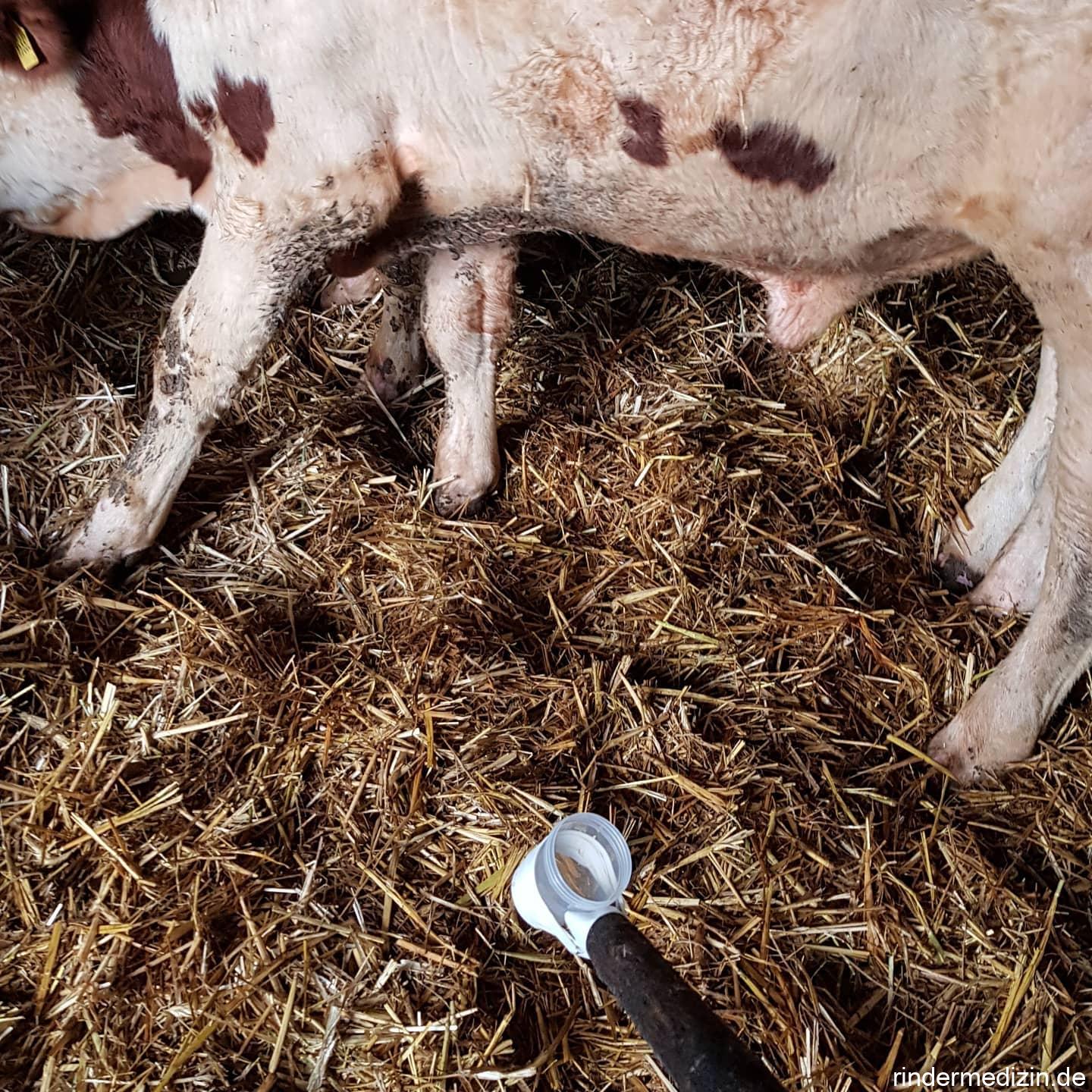 Salzmangel bei Bullen & Urinprobennahme