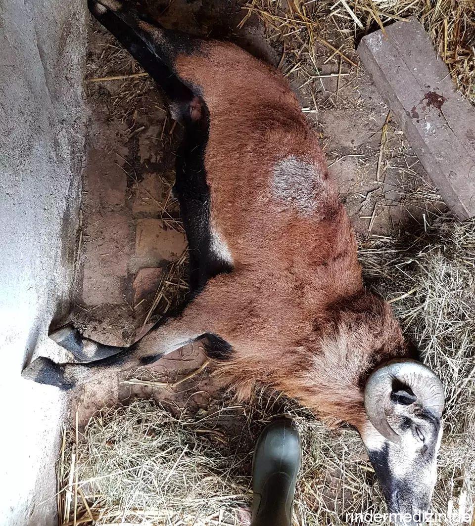 Wundstarrkrampf / Tetanus beim Schaf