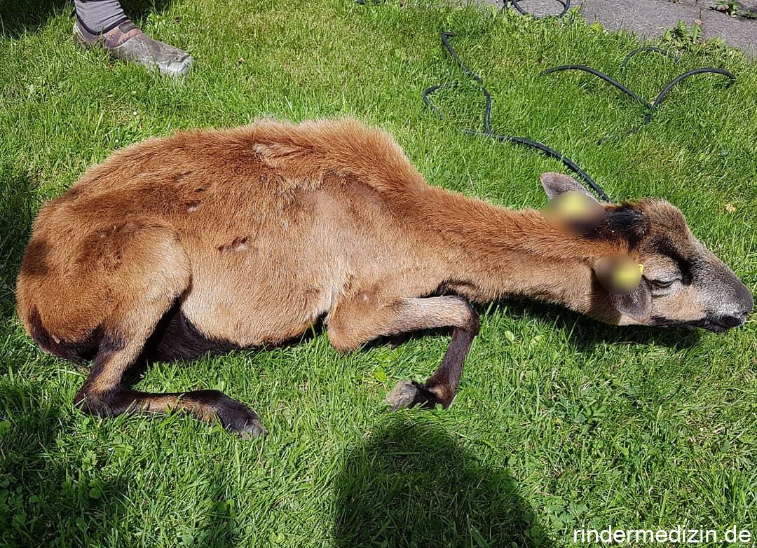 Zahnproblem beim Kamerunschaf