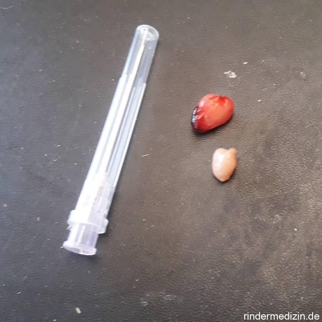 Zitzenpolypen bei der Kuh