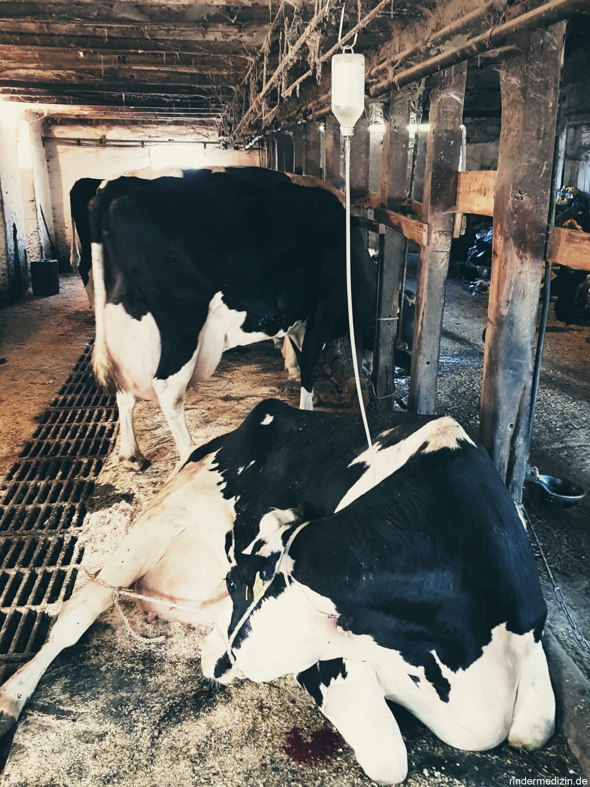 Behandlung von Milchfieber bei Kühen
