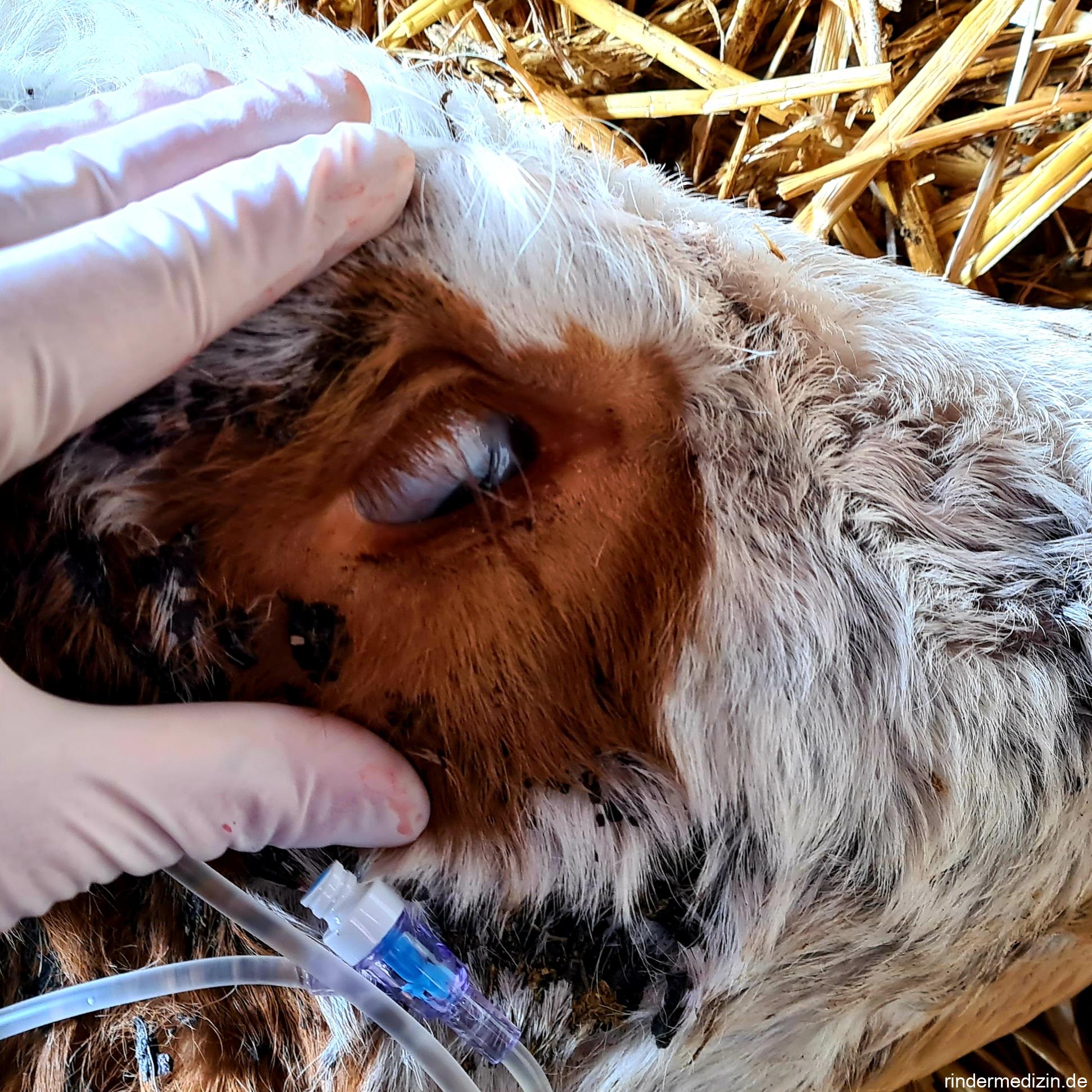 tiefliegende Augäpfel beim Kalb: Enophthalmus