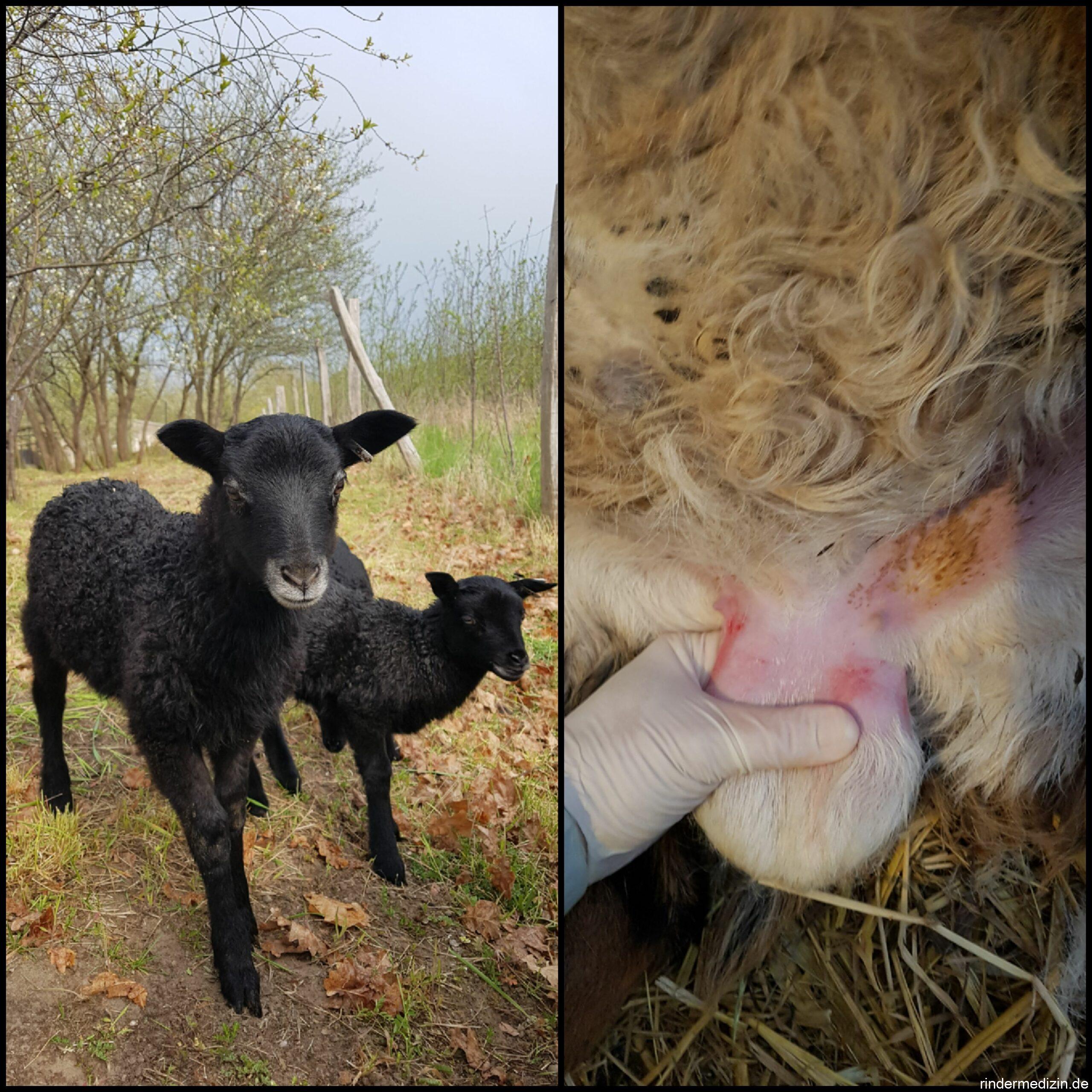 Kastration mittels Burdizzo-Zange bei Schafen und Ziegen (kleine Wiederkäuer-Spezial)