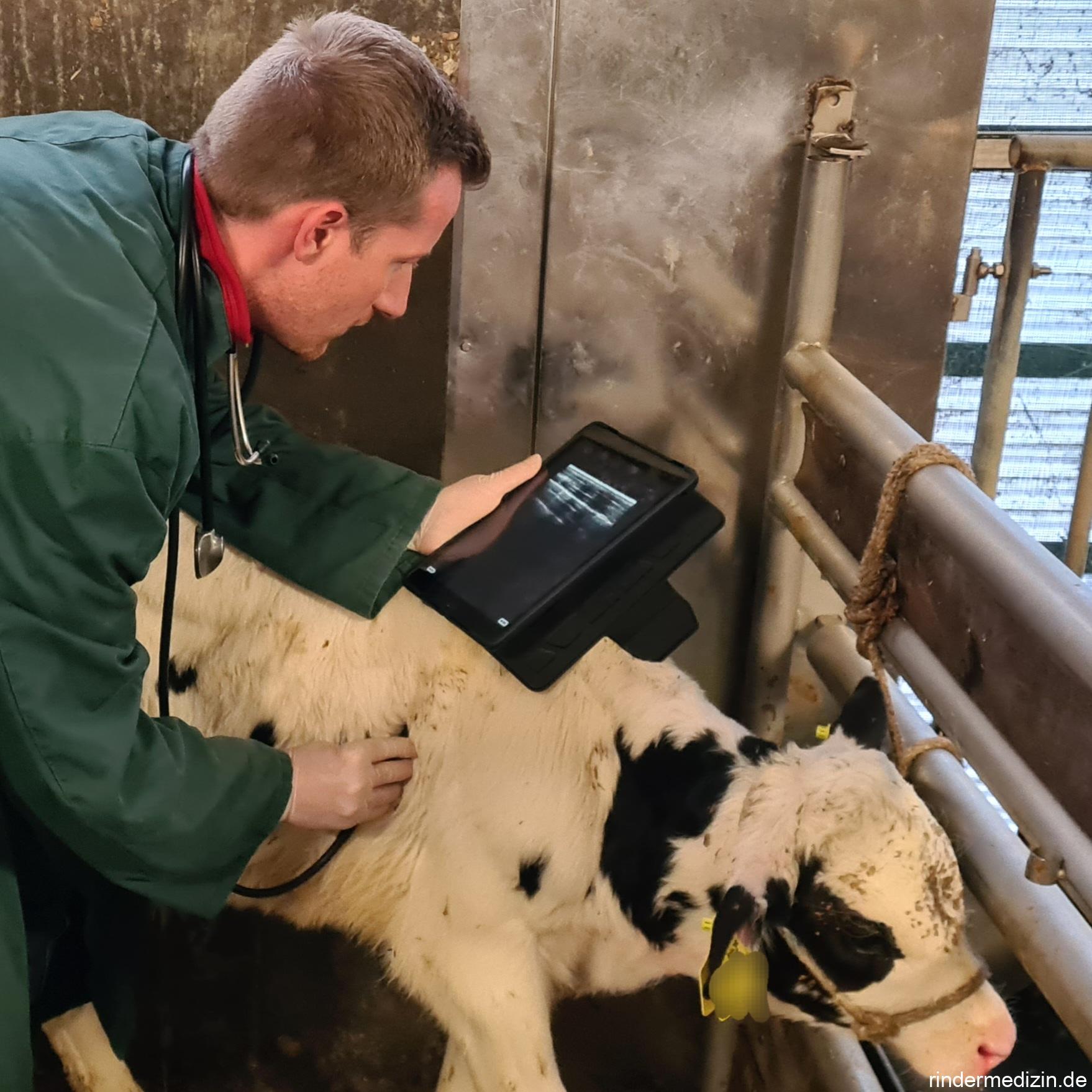 Lungen-Ultraschall beim Kalb