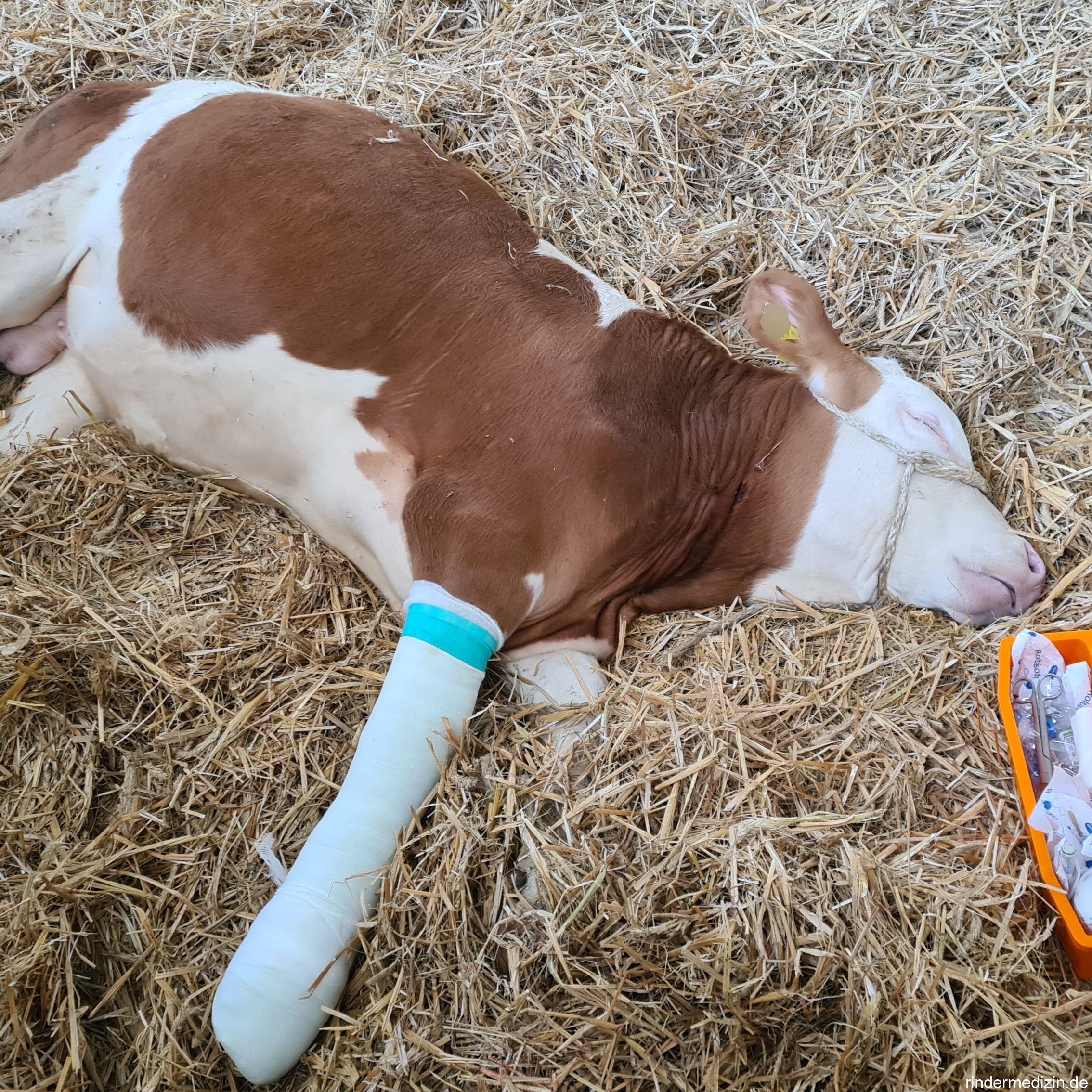 Gipsverband/Cast beim Rind