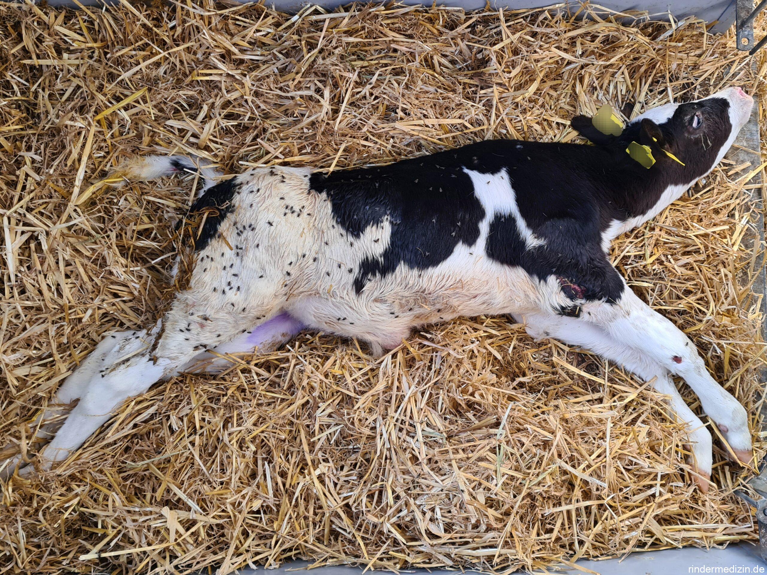 Tetanus / Wundstarrkrampf beim Rind