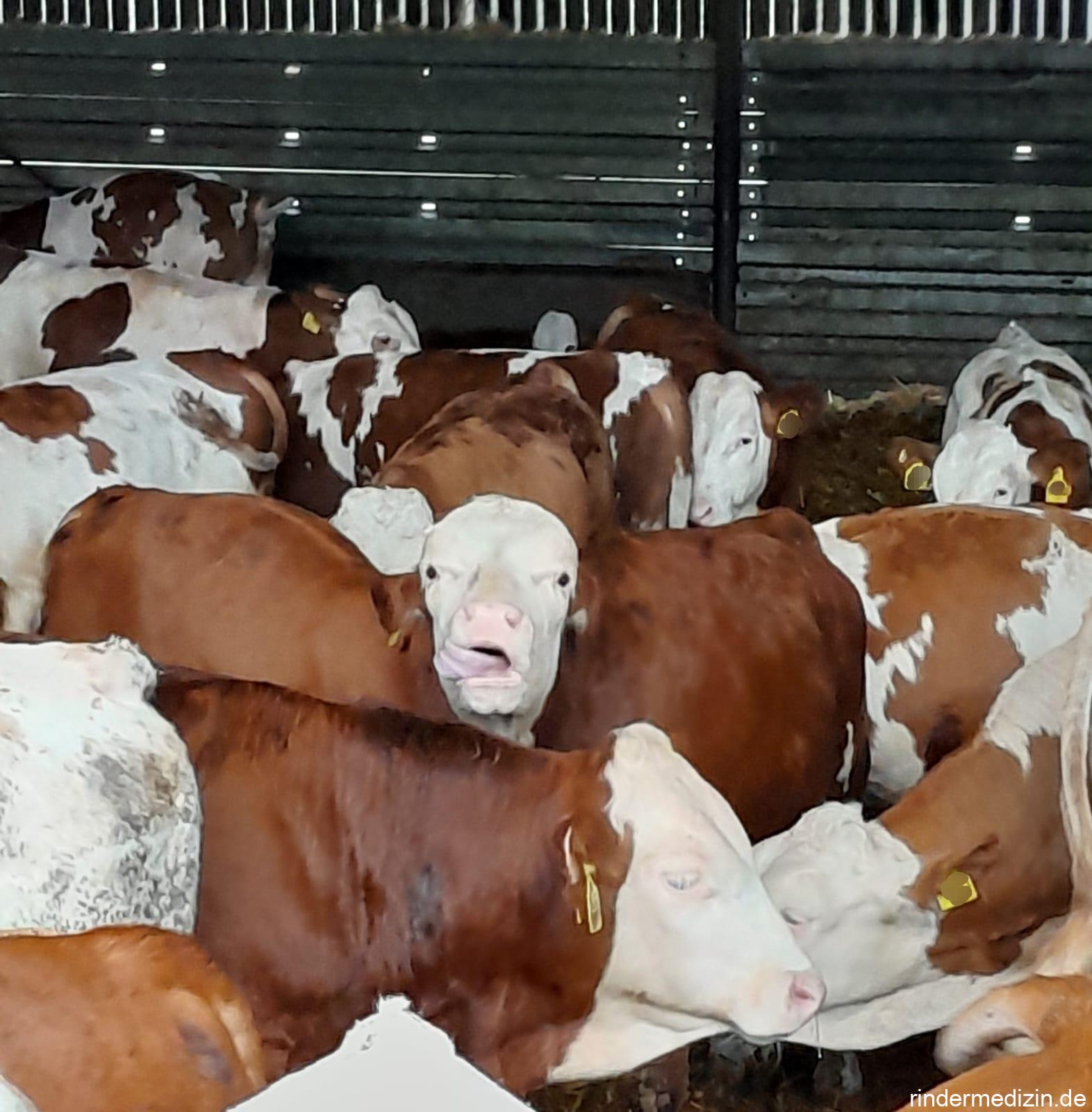 Zungenspielen beim Rind - Rindermedizin.de