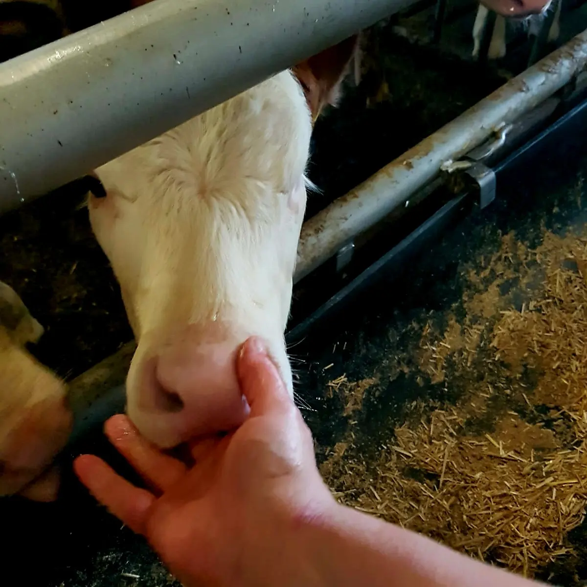 Mikrophthalmie bzw. Kleinäugigkeit bei Rindern