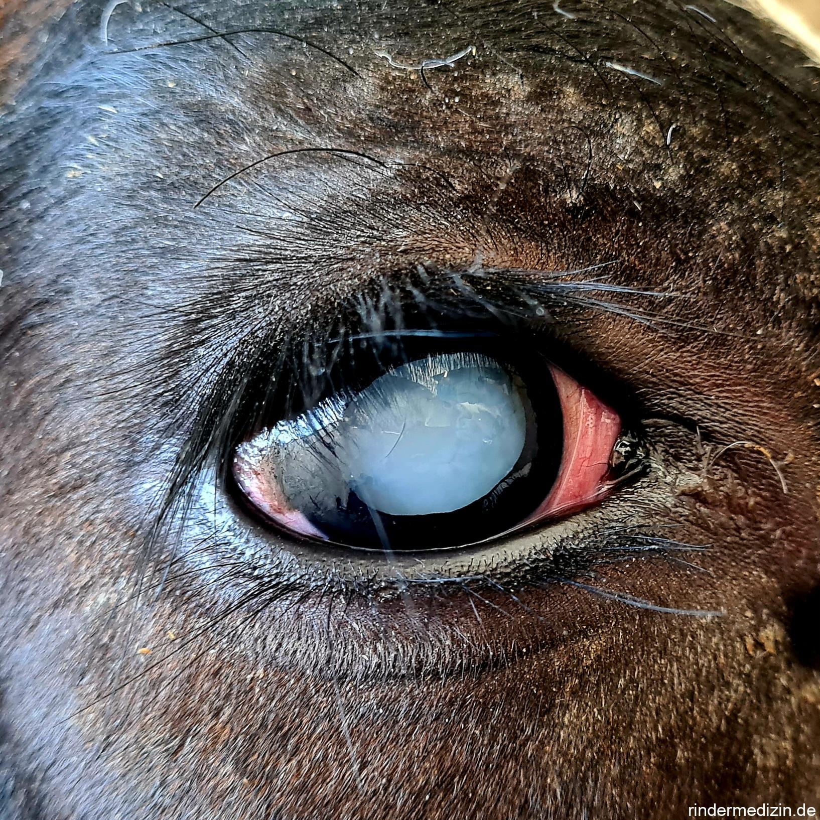 Trübes Auge: Linsentrübung beim Kalb